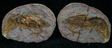 Triassic Fossil Shrimp From Madagascar #7264-1